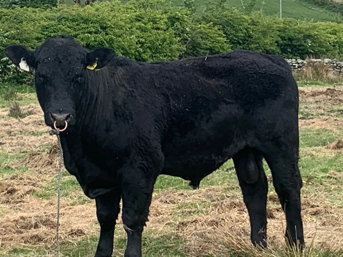 Ai bred Angus bulls for sale - Image 1