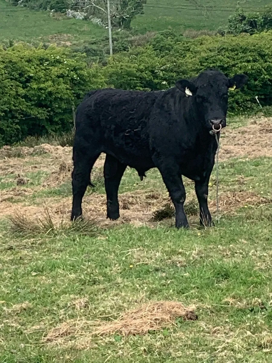 Ai bred Angus bulls for sale - Image 2