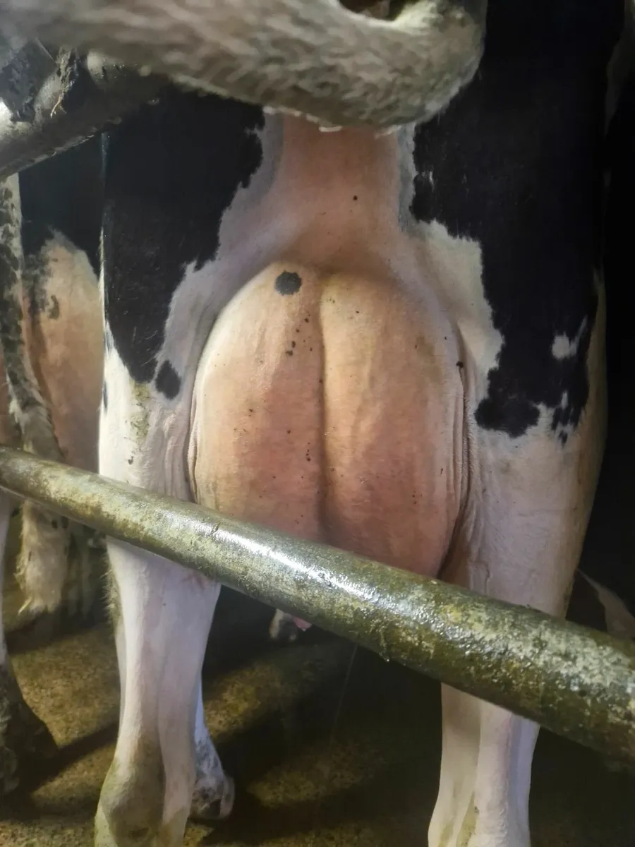 Two medium sized fresh calved heifers. - Image 2