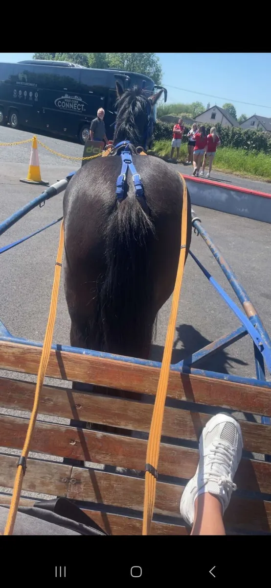 Driving Cob for sale - Image 2