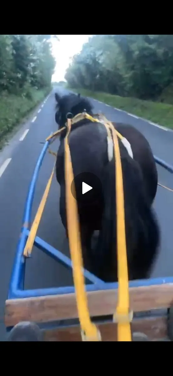 Driving Cob for sale - Image 4