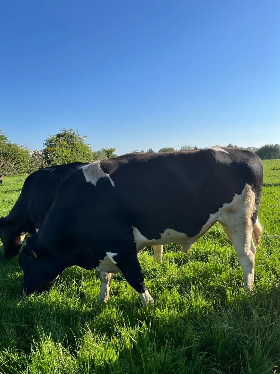 Friesian bull - Image 1