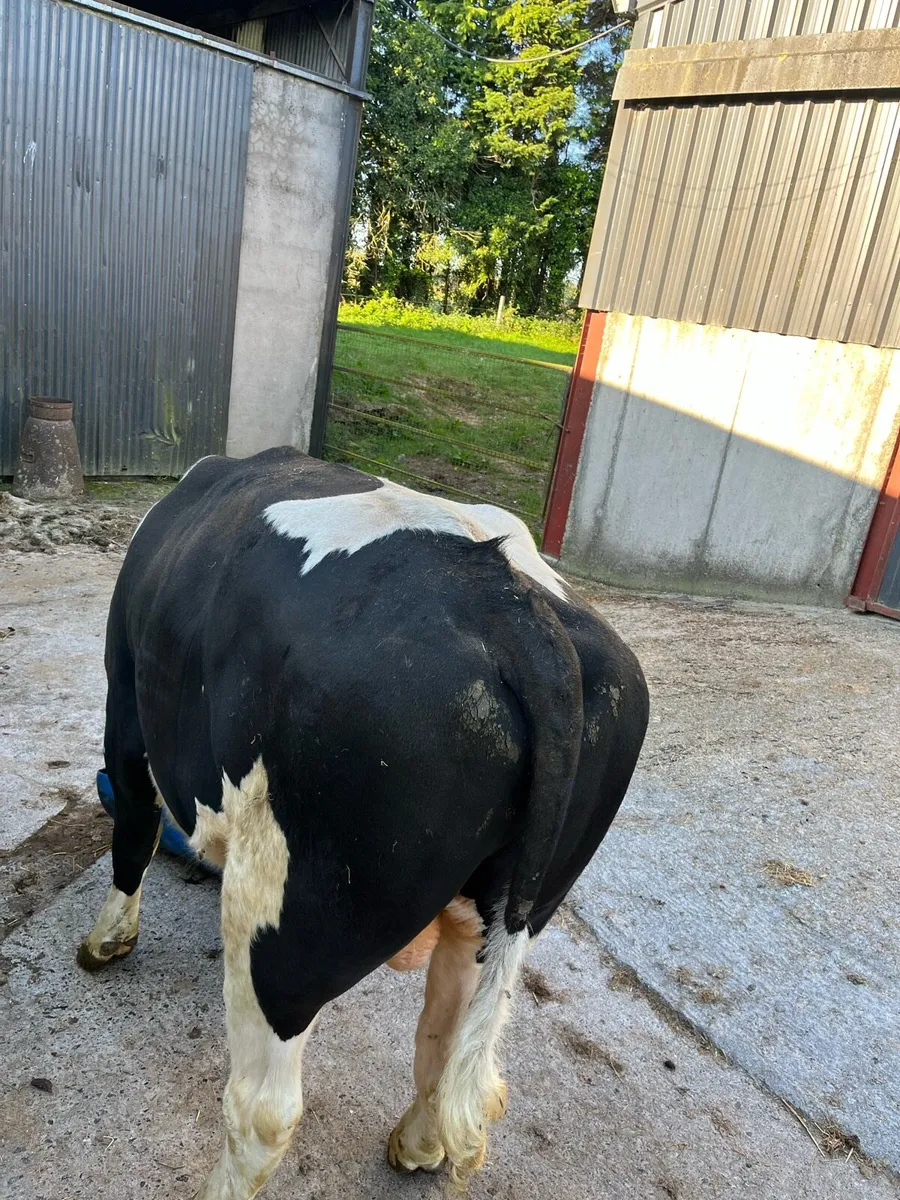 Friesian bull - Image 2