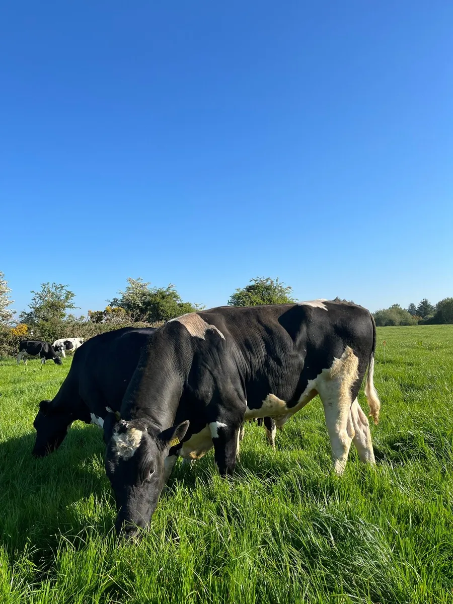 Friesian bull - Image 3