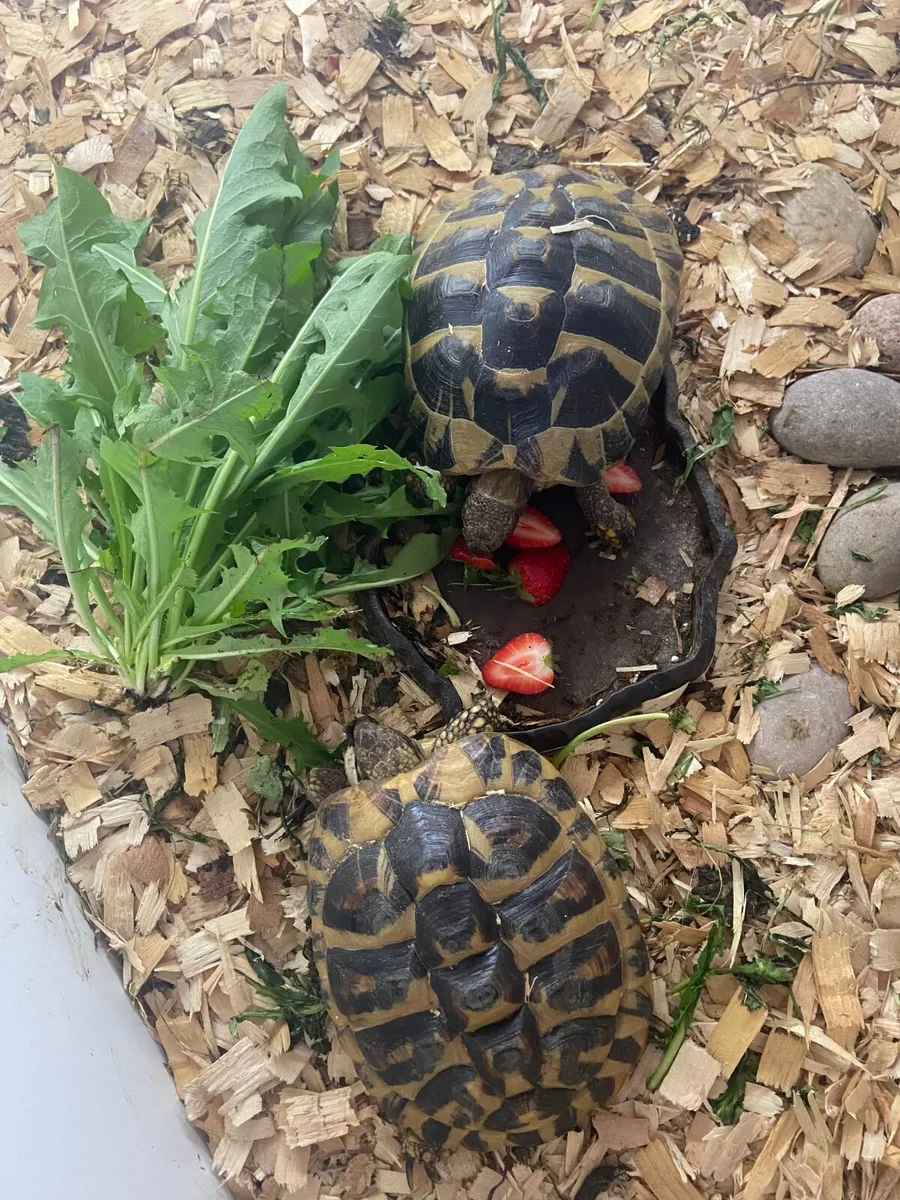 Tortoises herman - Image 2