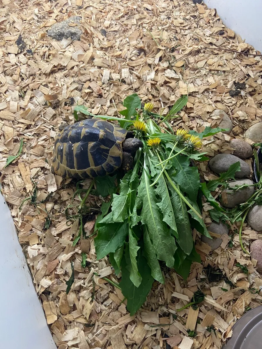 Tortoises herman - Image 3