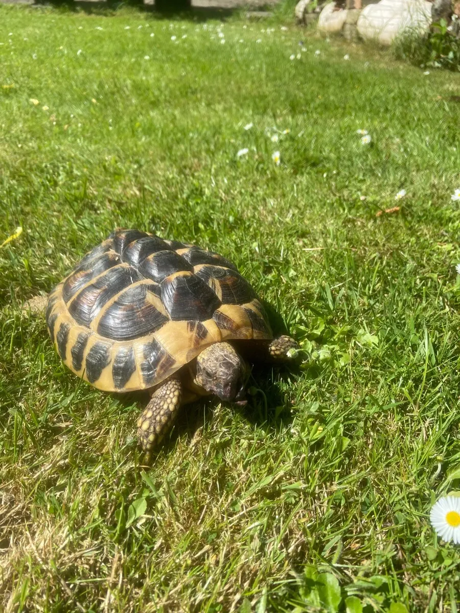 Tortoises herman - Image 4