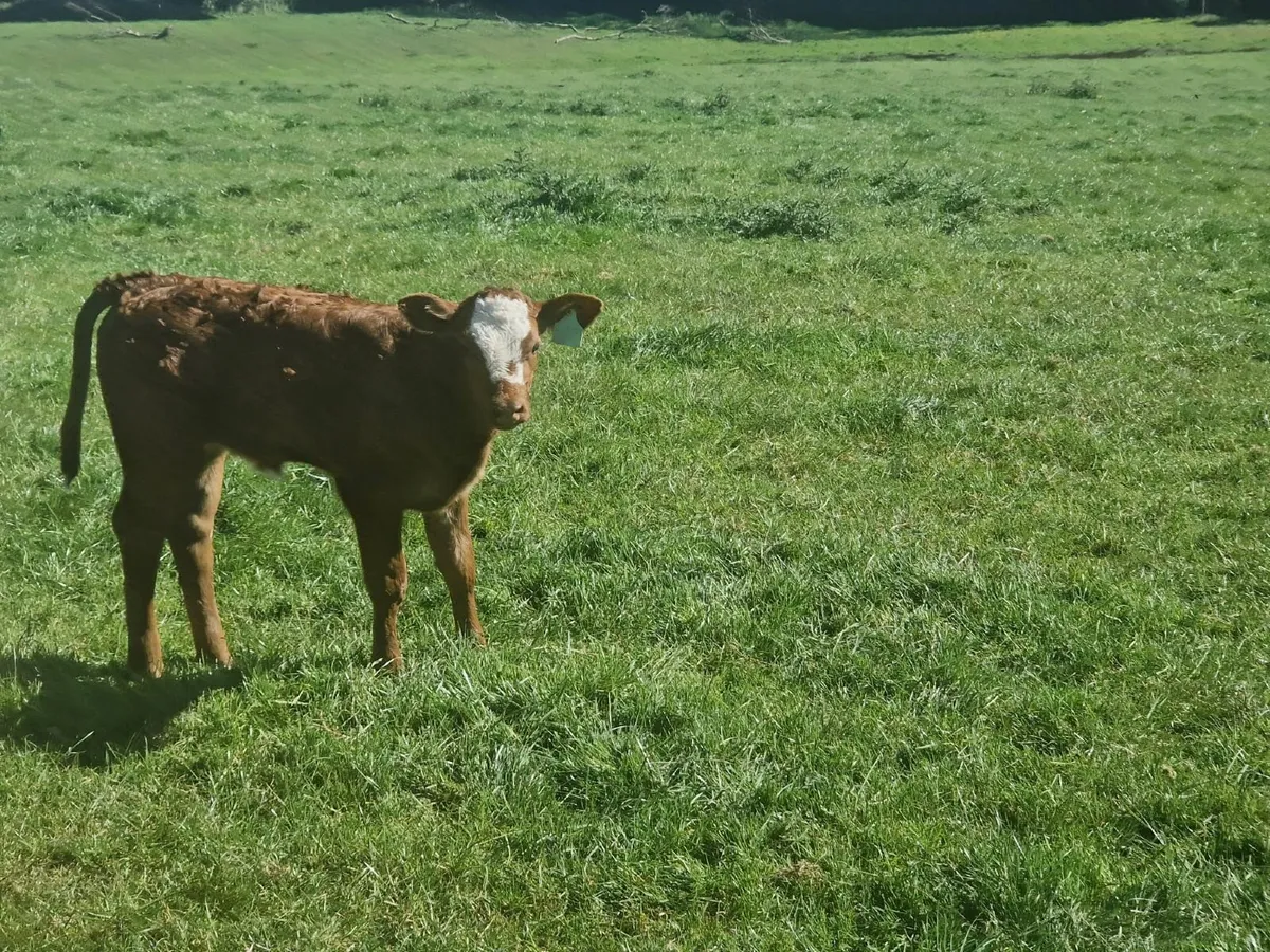 LIM HEIFER CALF - Image 1