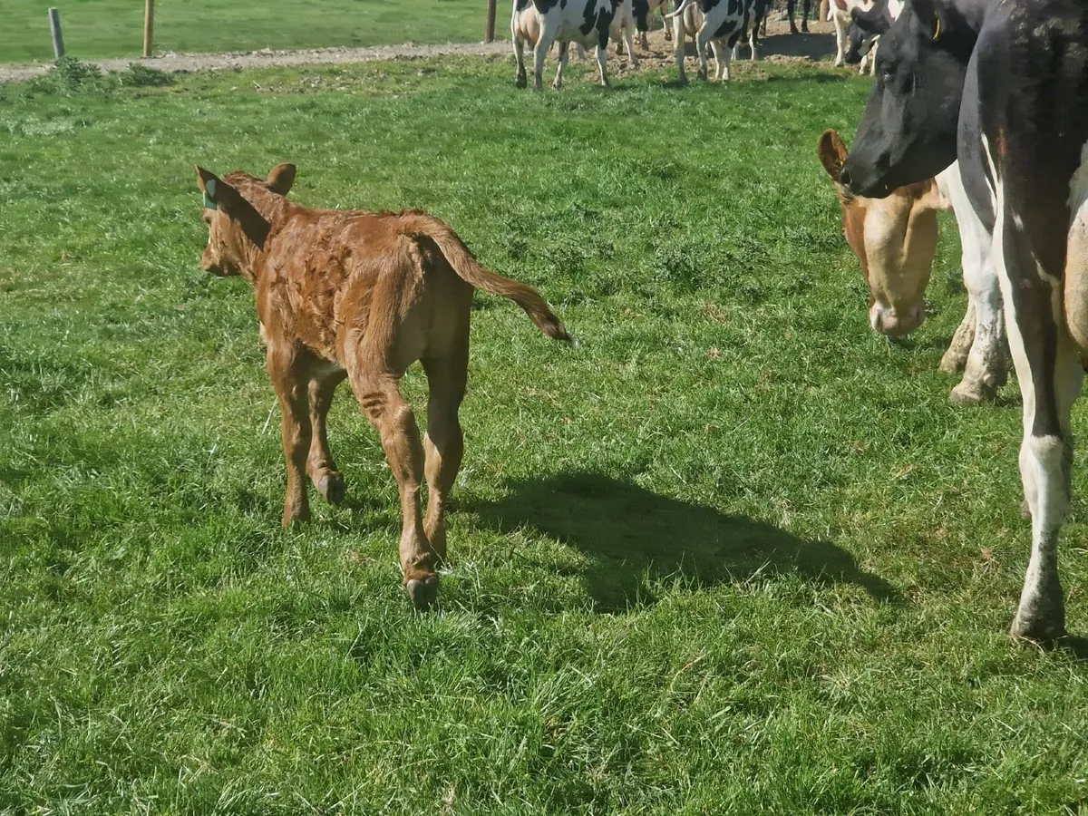 LIM HEIFER CALF - Image 2
