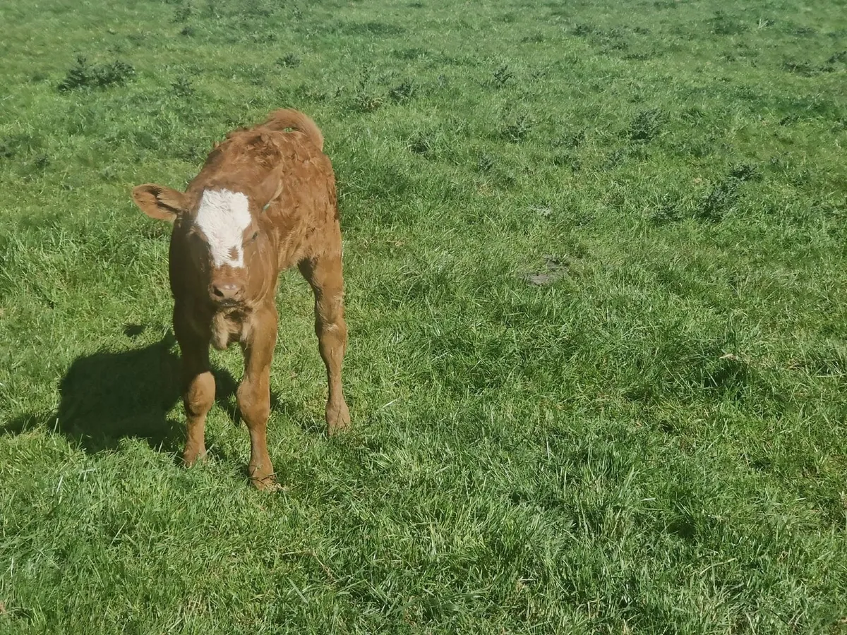 LIM HEIFER CALF - Image 3