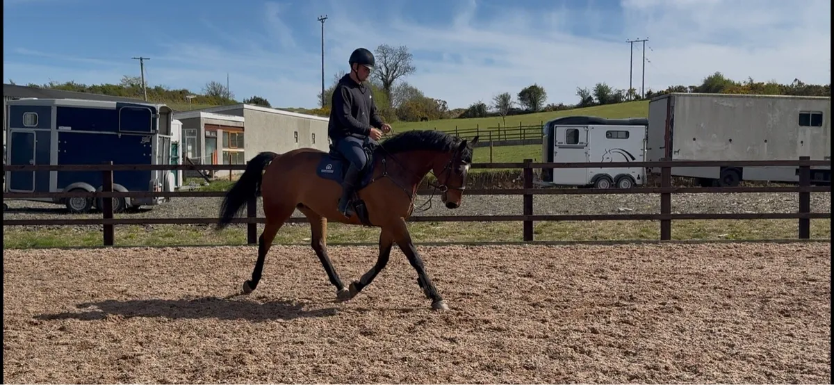 16,2 gelding - Image 1