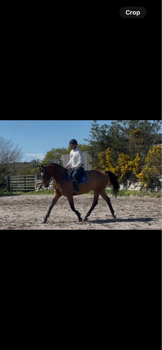 16,2 gelding - Image 2