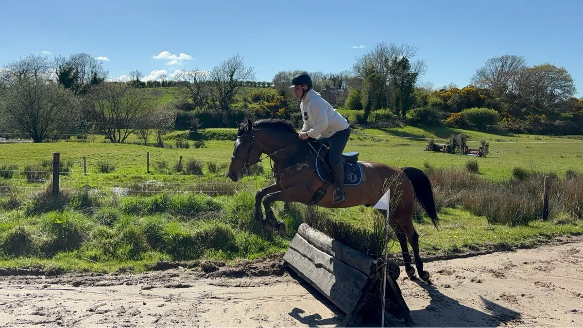 16,2 gelding - Image 3