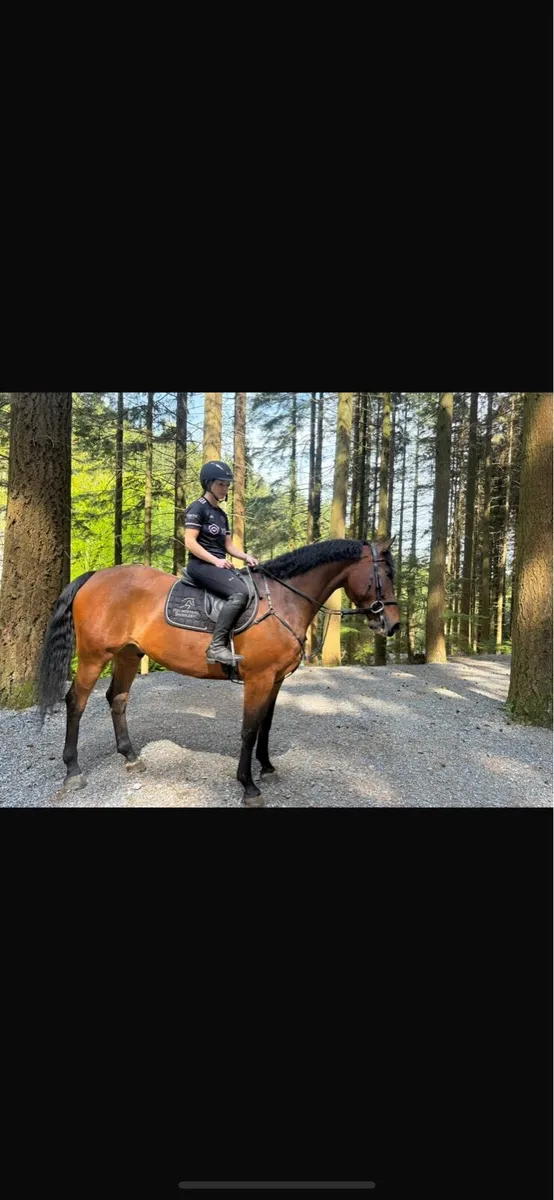 16,2 gelding - Image 4