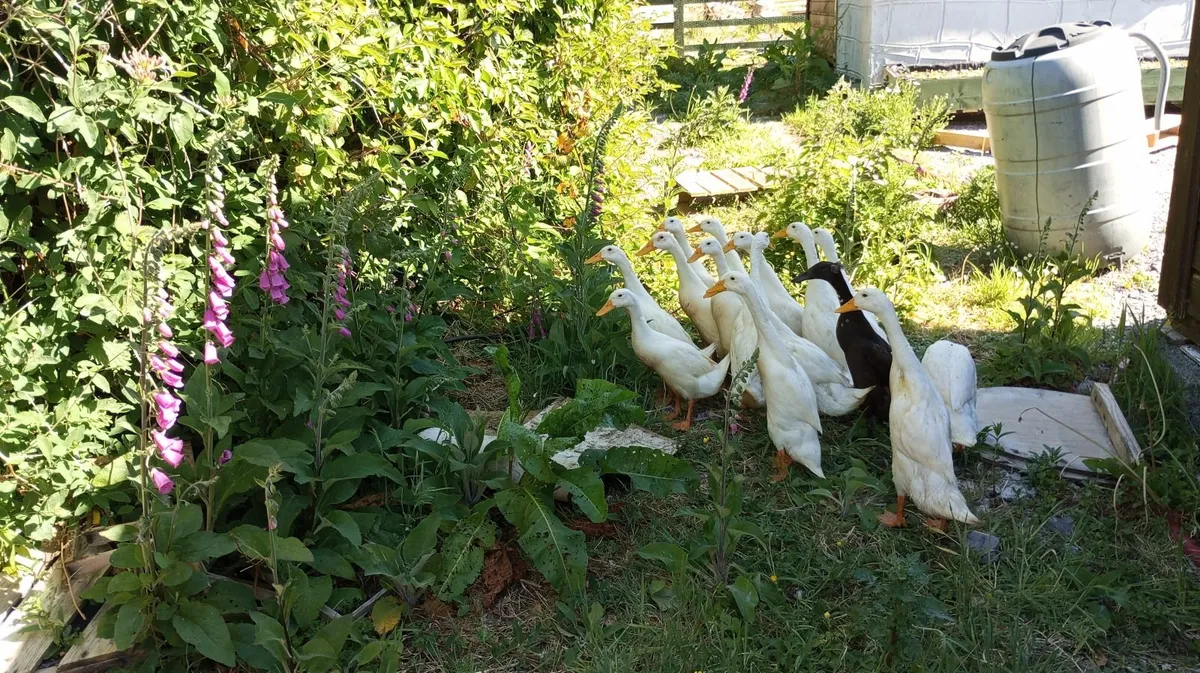 Pure Indian Runner Ducks - Image 2