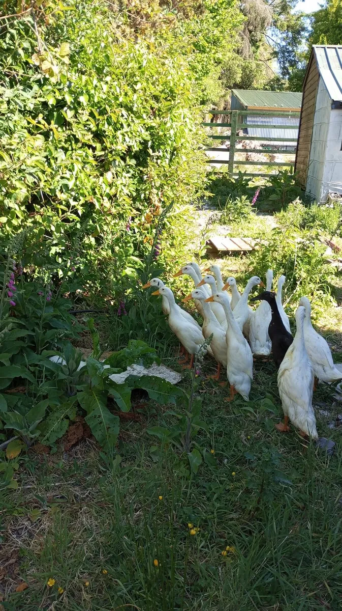 Pure Indian Runner Ducks - Image 4