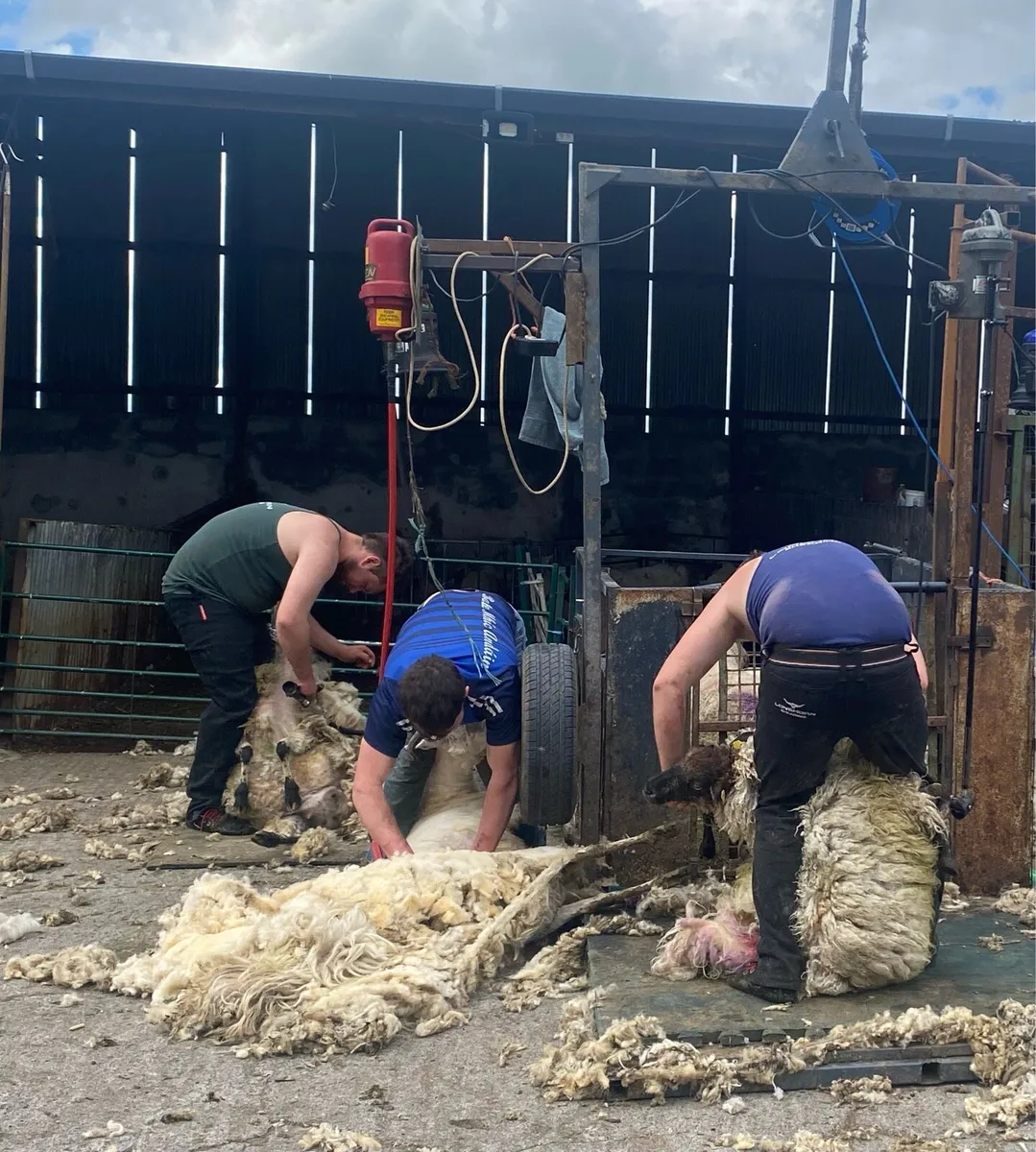 Sheep shearing