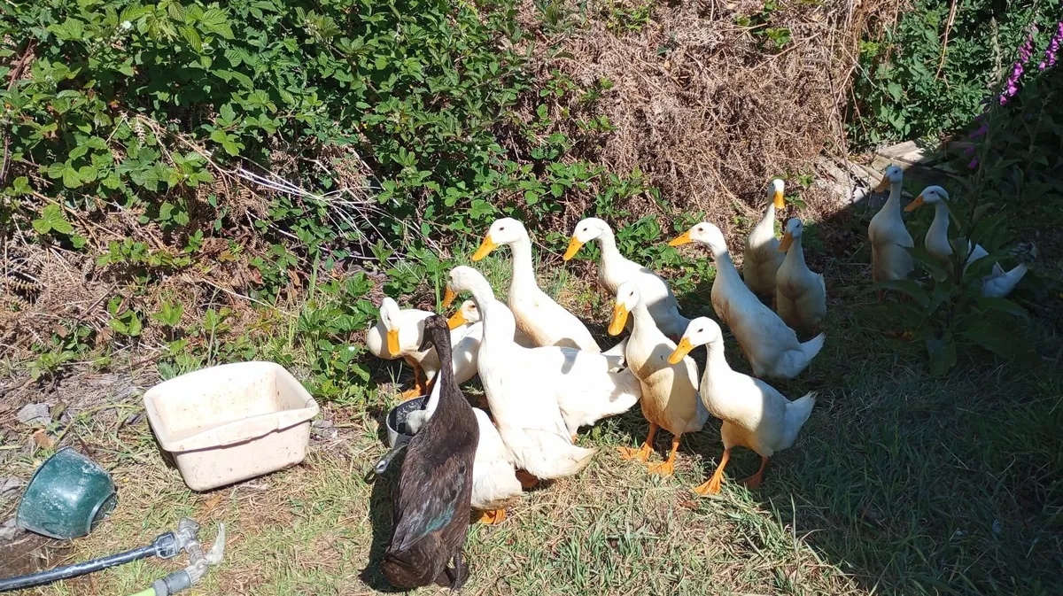 Pure Indian Runner Ducks - Image 1