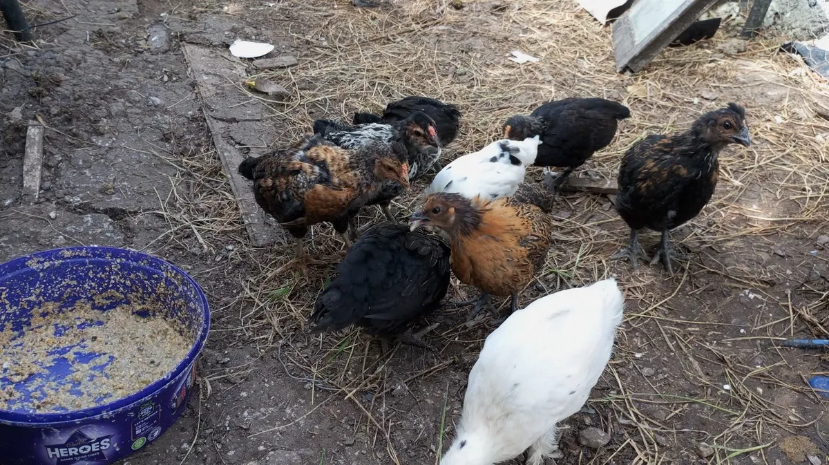 Pullets, mixed breed, Pure Indian Runner Ducklings - Image 2