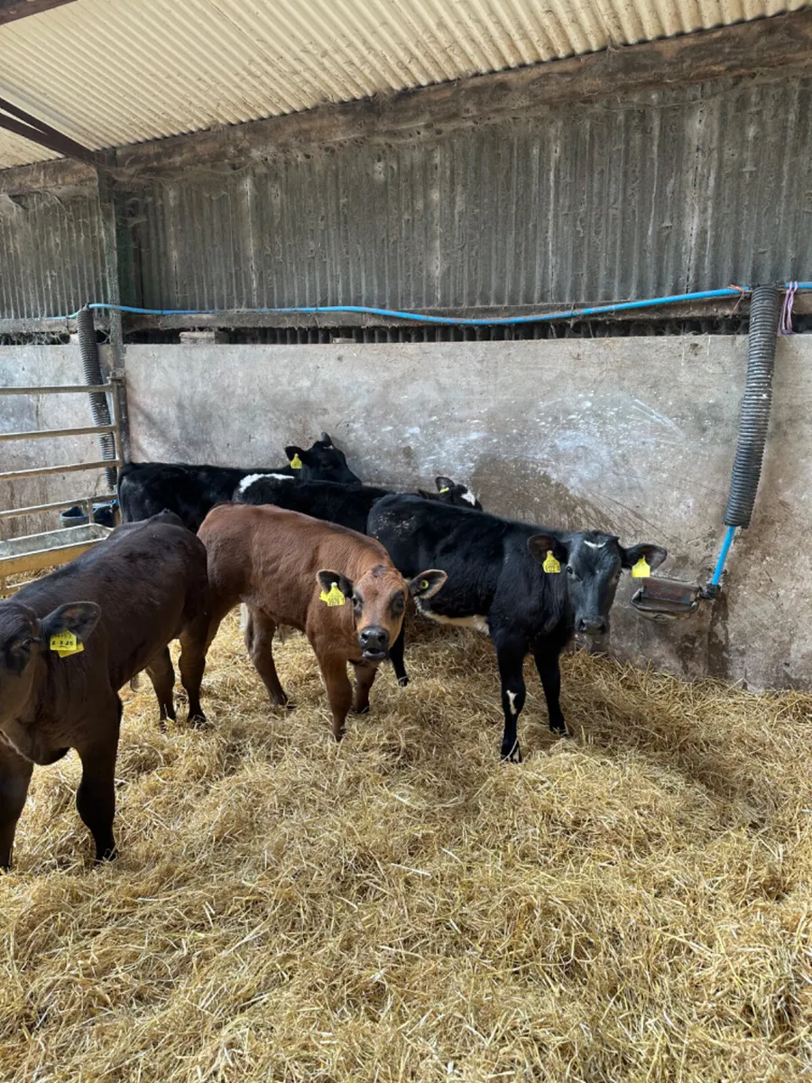 Beef bred bulls - Image 3