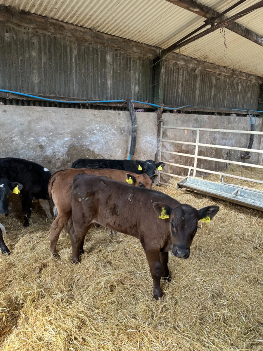 Beef bred bulls - Image 4
