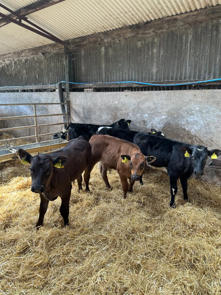 Beef bred bulls - Image 1