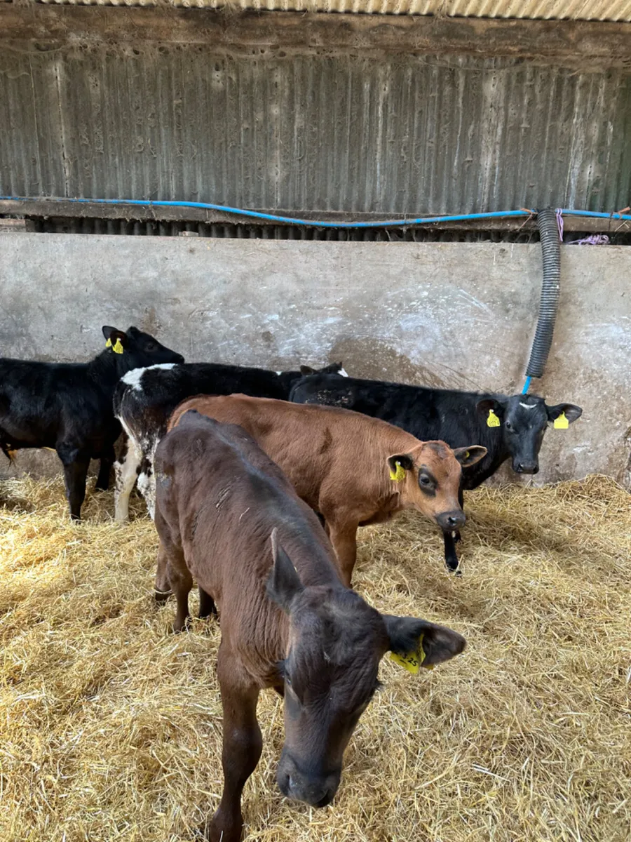 Beef bred bulls - Image 2