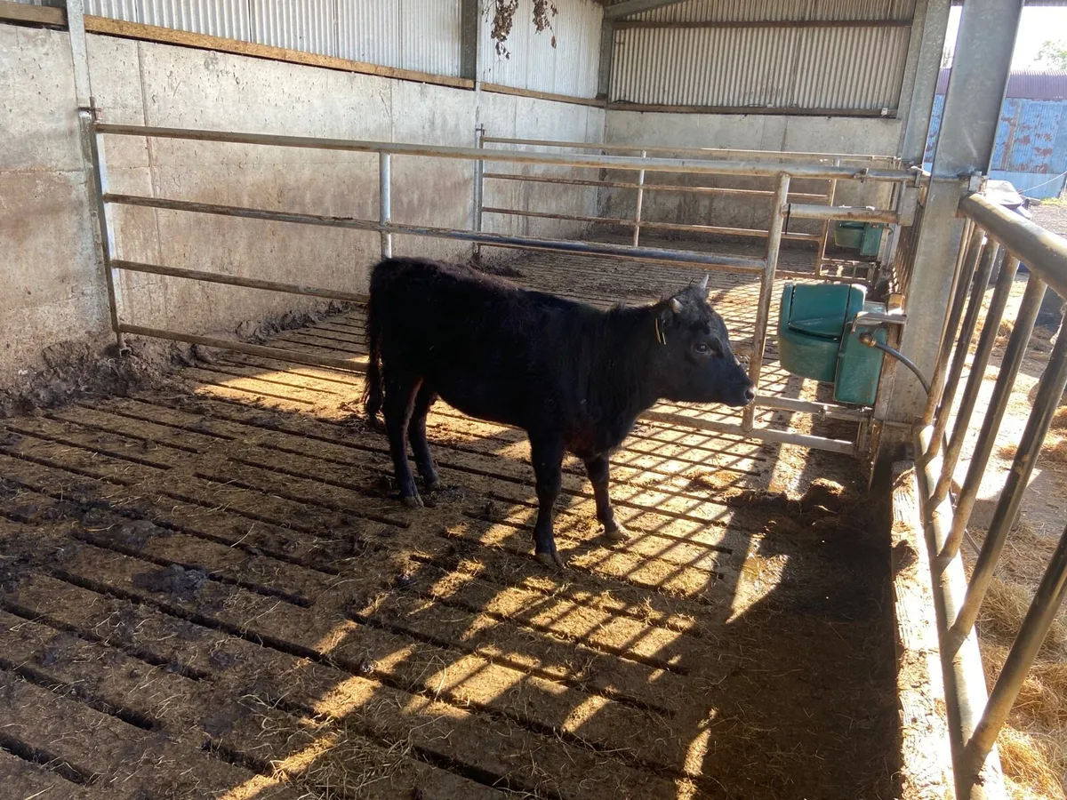 Dexter-Heifer - Image 1