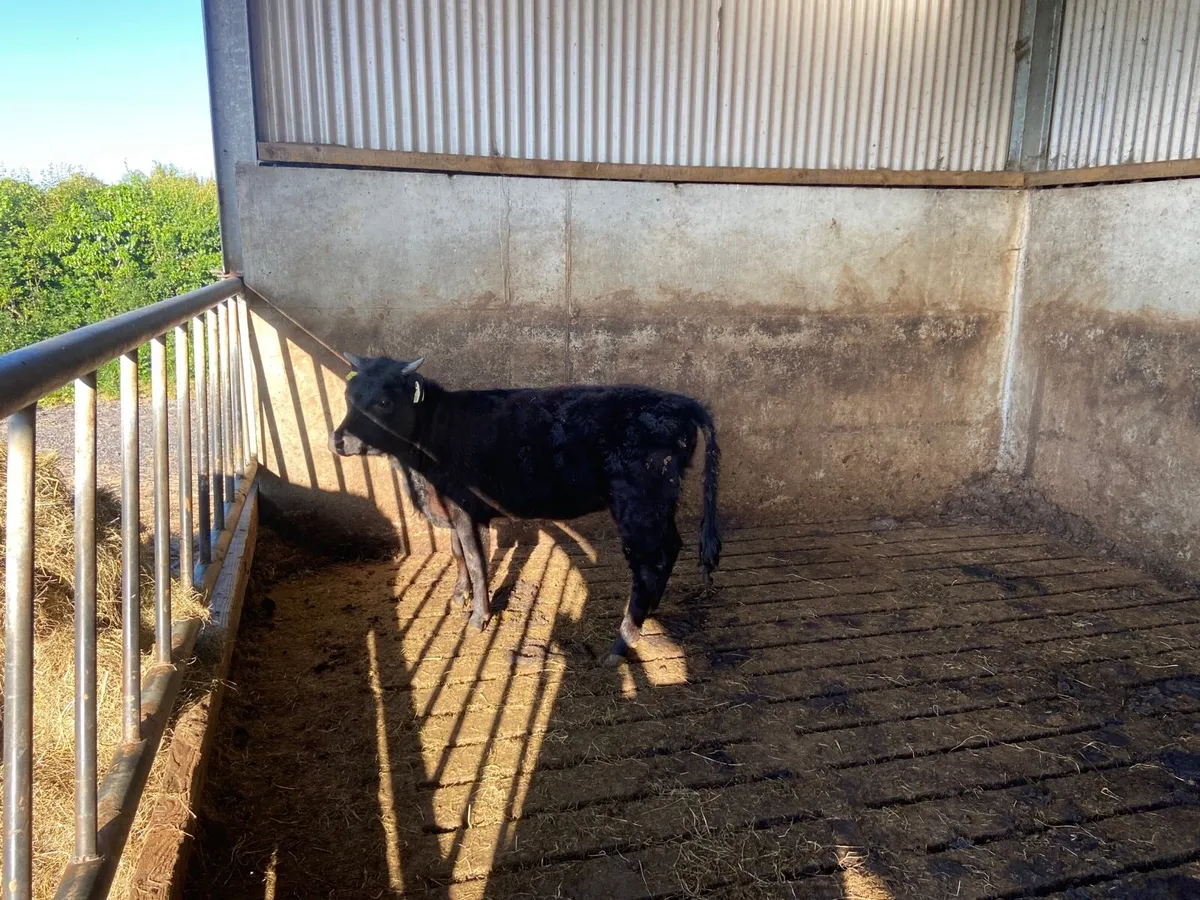 Dexter-Heifer - Image 2
