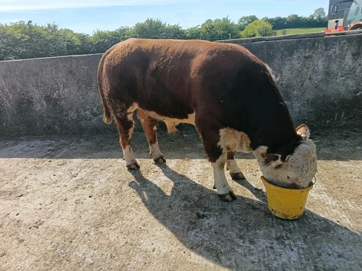 Hereford Bull - Image 1