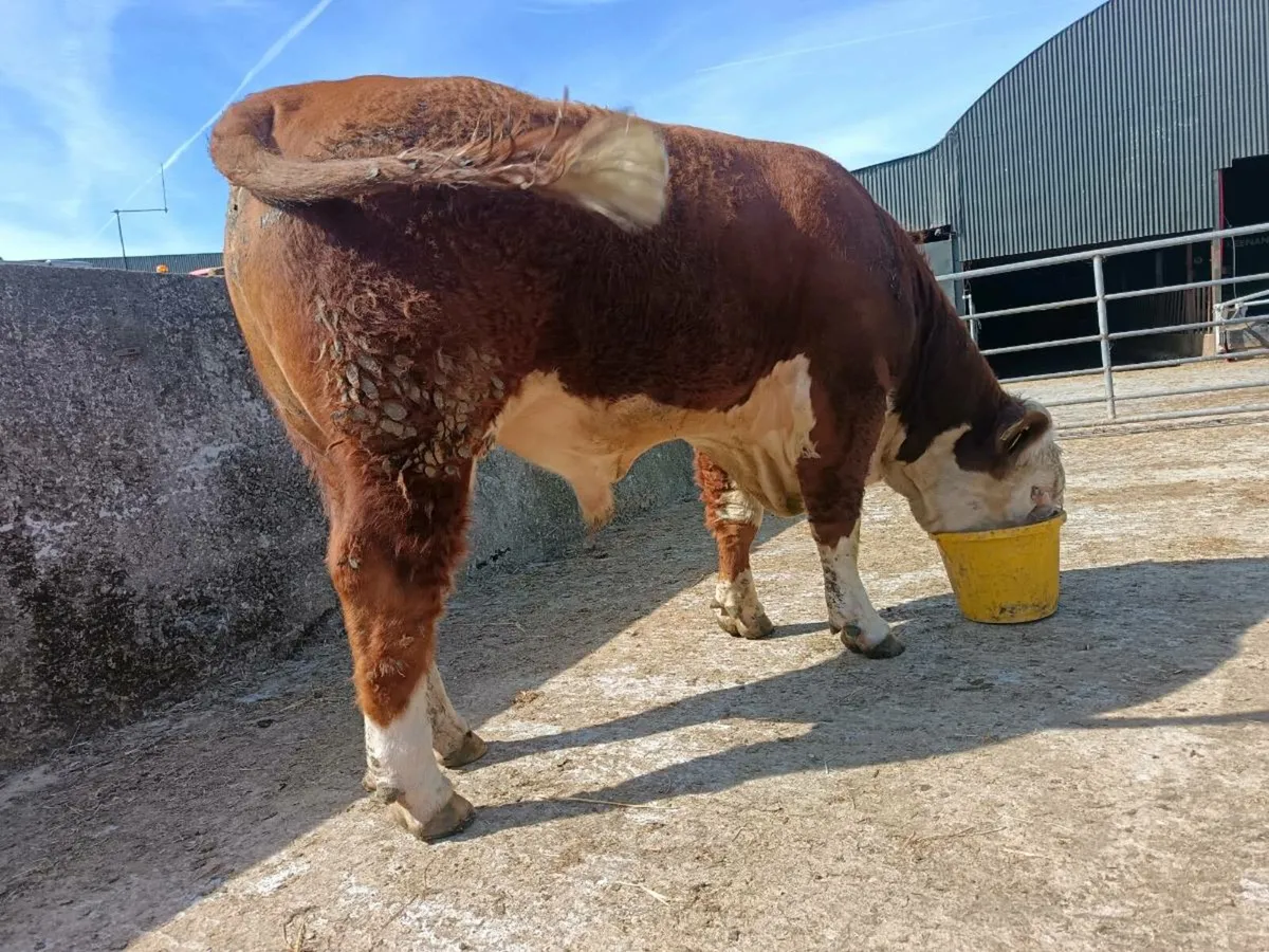 Hereford Bull - Image 2