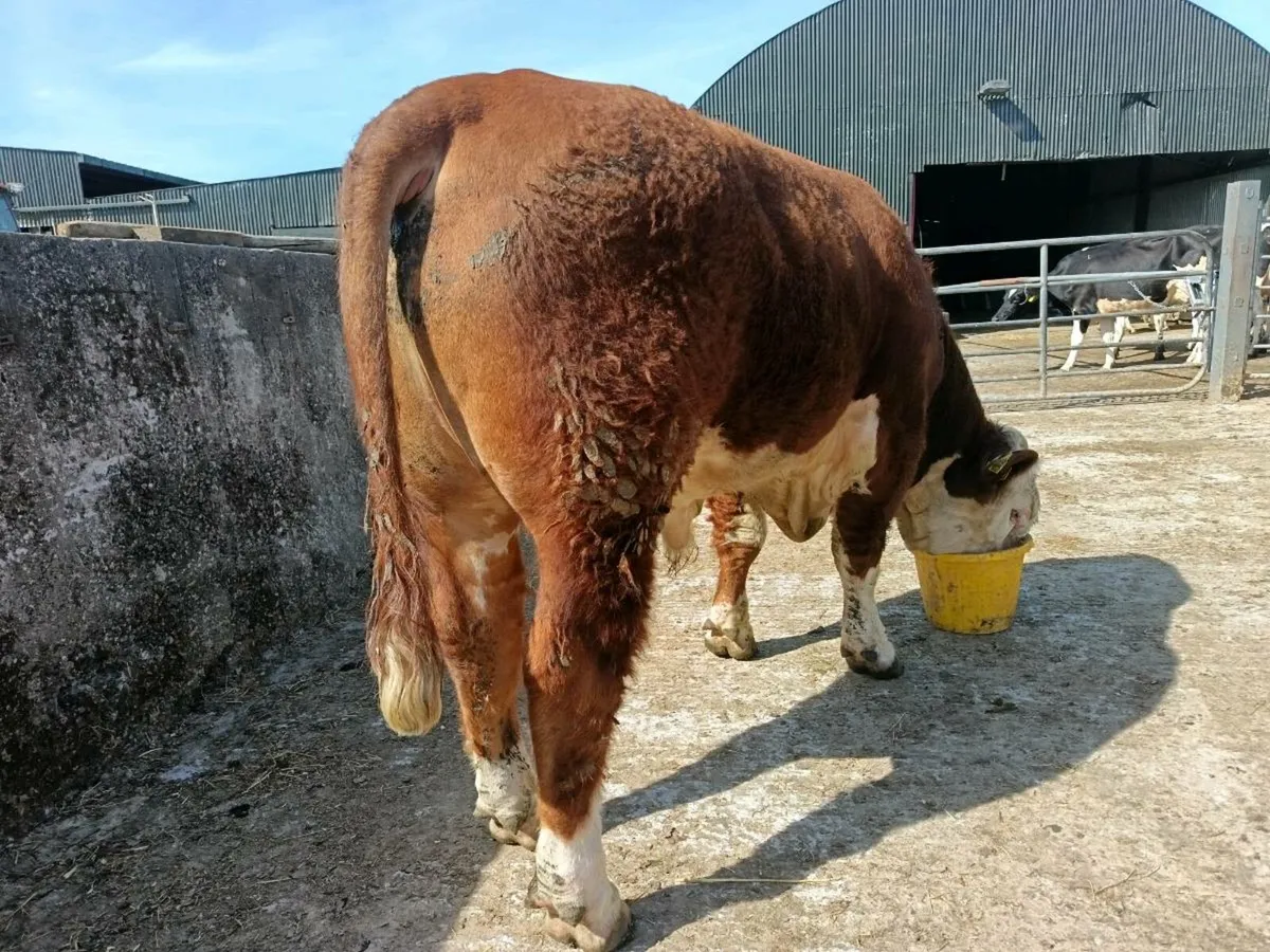Hereford Bull - Image 3