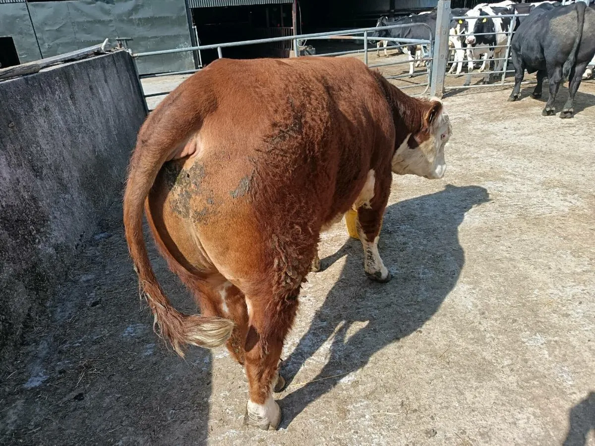 Hereford Bull - Image 4