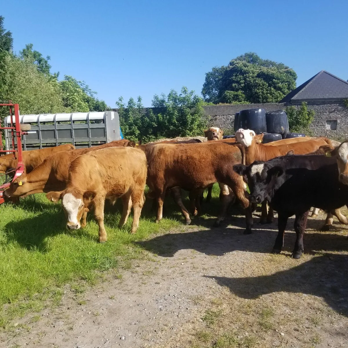 Organic yearlings - Image 1