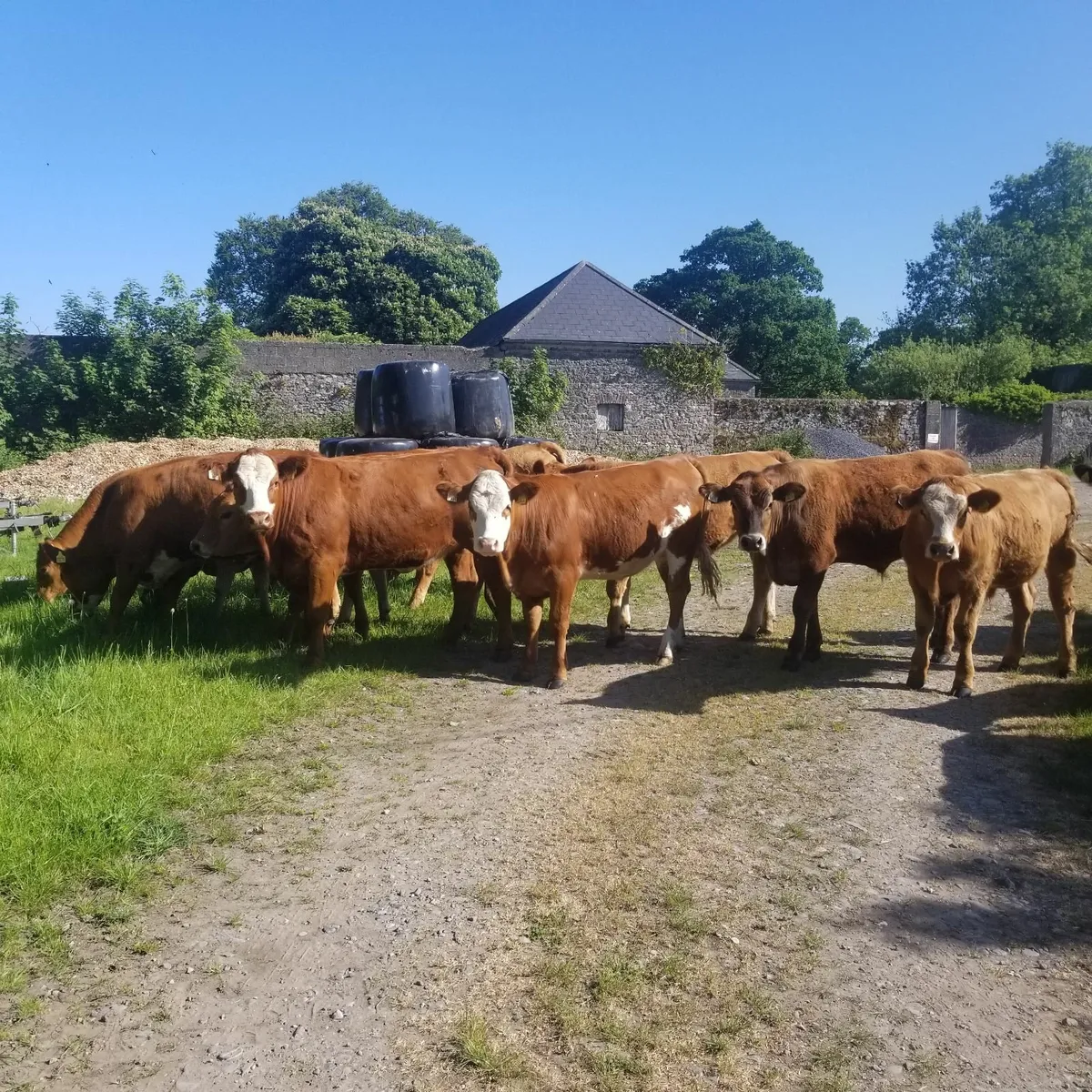Organic yearlings - Image 2