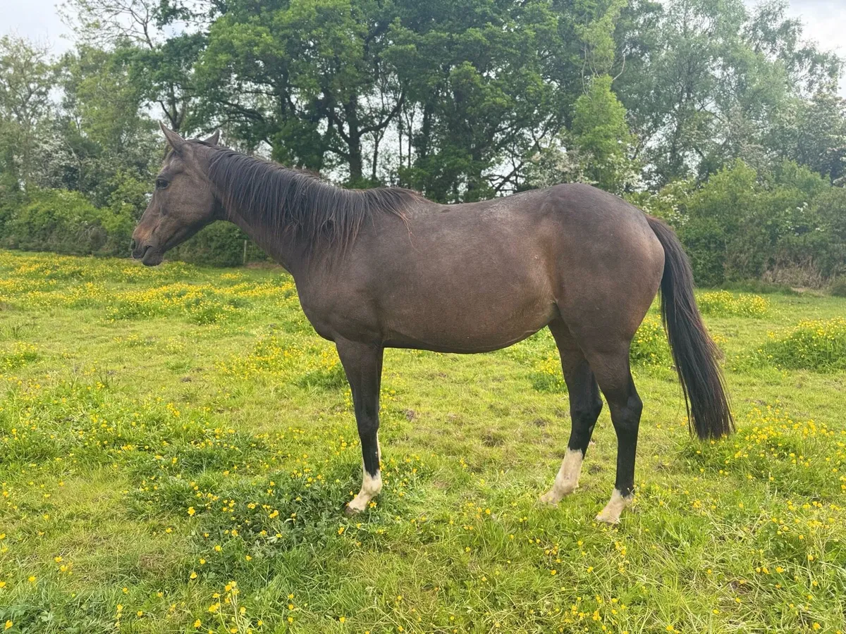 2 tb mares for sale - Image 2