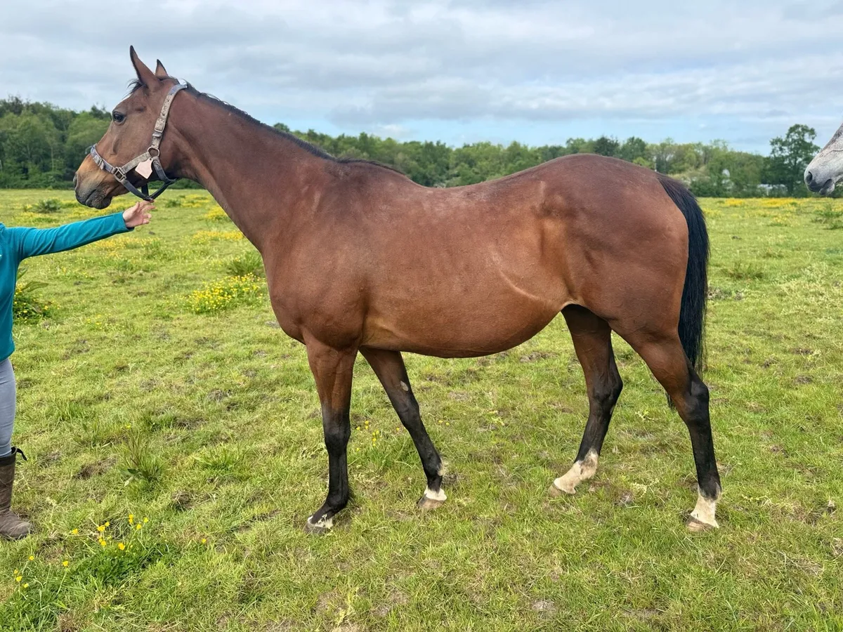 2 tb mares for sale - Image 1