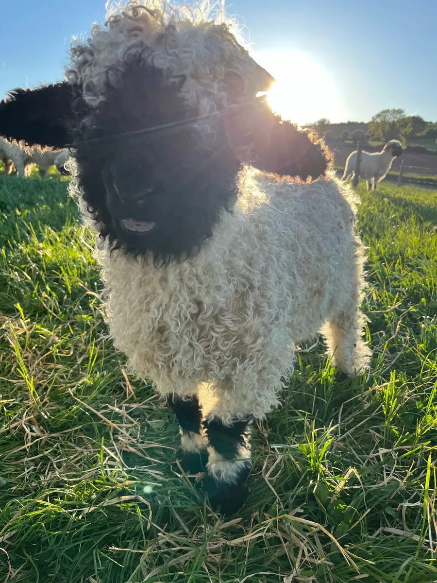 Valais Blacknose - Image 2