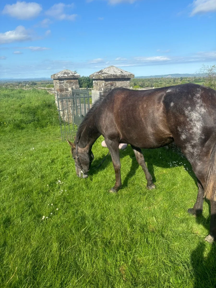 Traditional Irish sports horse - Image 1