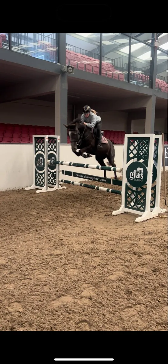 Traditional Irish sports horse - Image 2