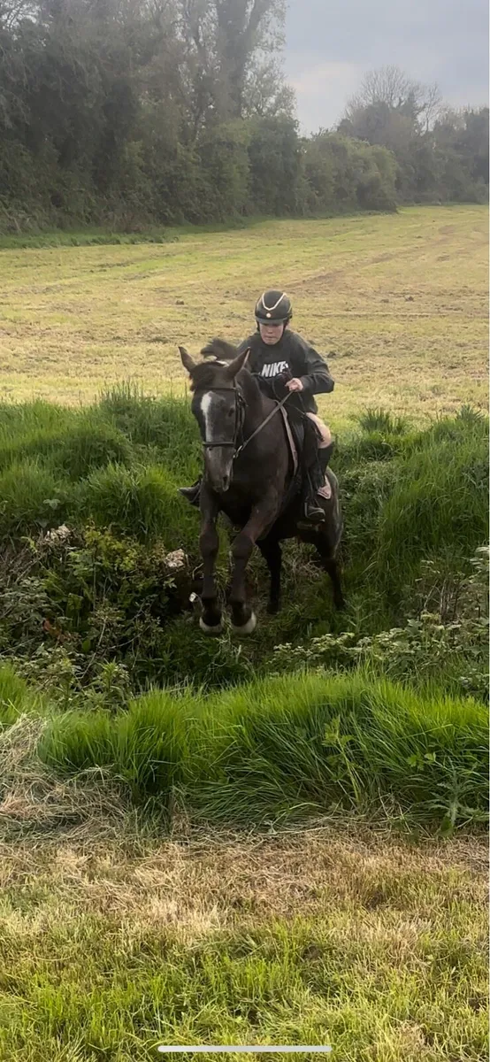 Traditional Irish sports horse - Image 3