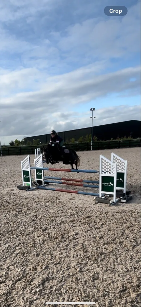 Traditional Irish sports horse - Image 4