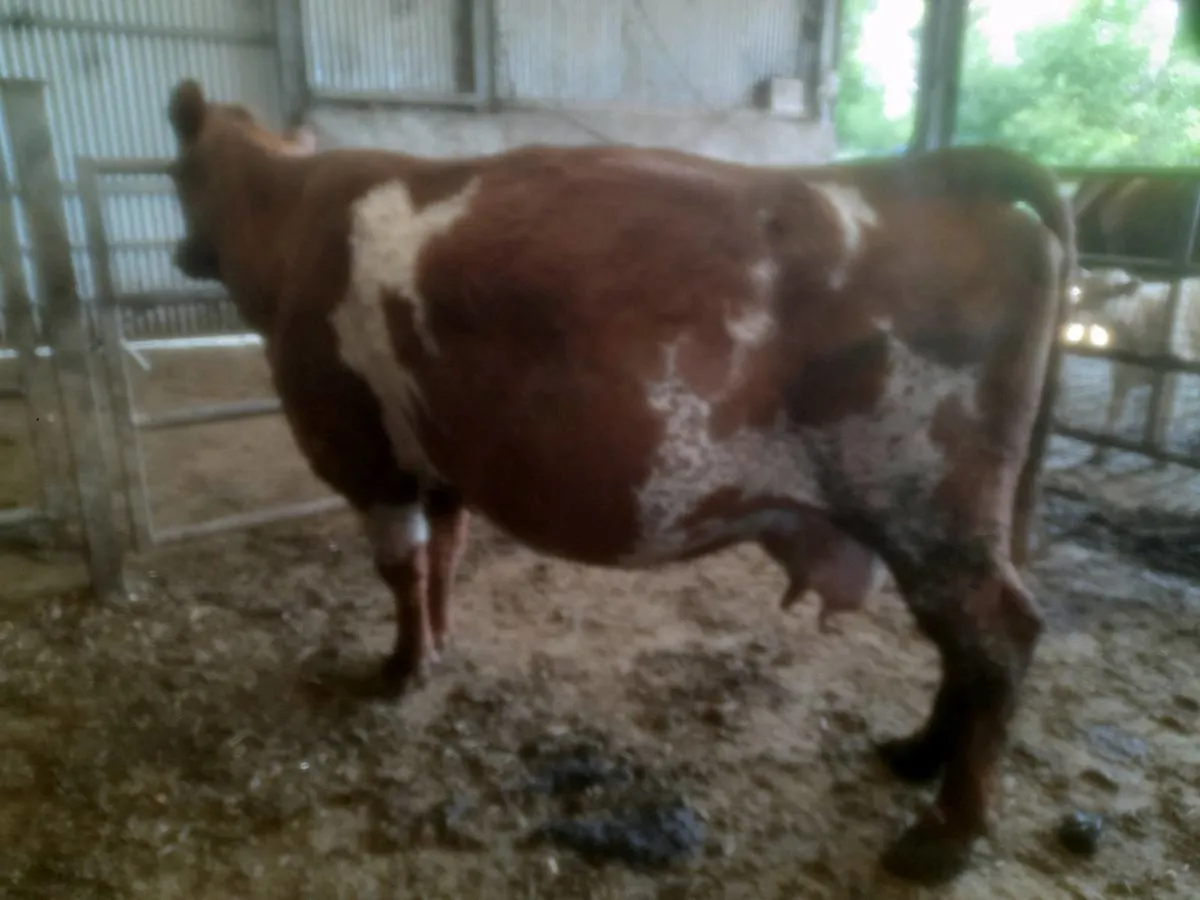 Cattle - Image 1