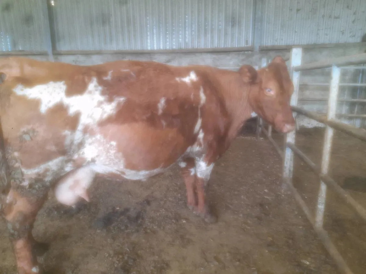 Cattle - Image 2