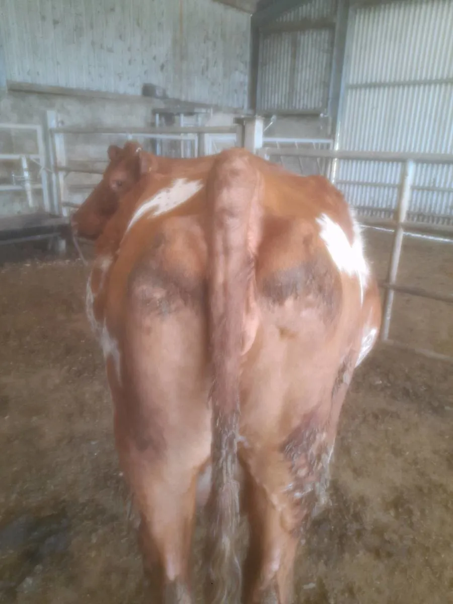 Cattle - Image 3