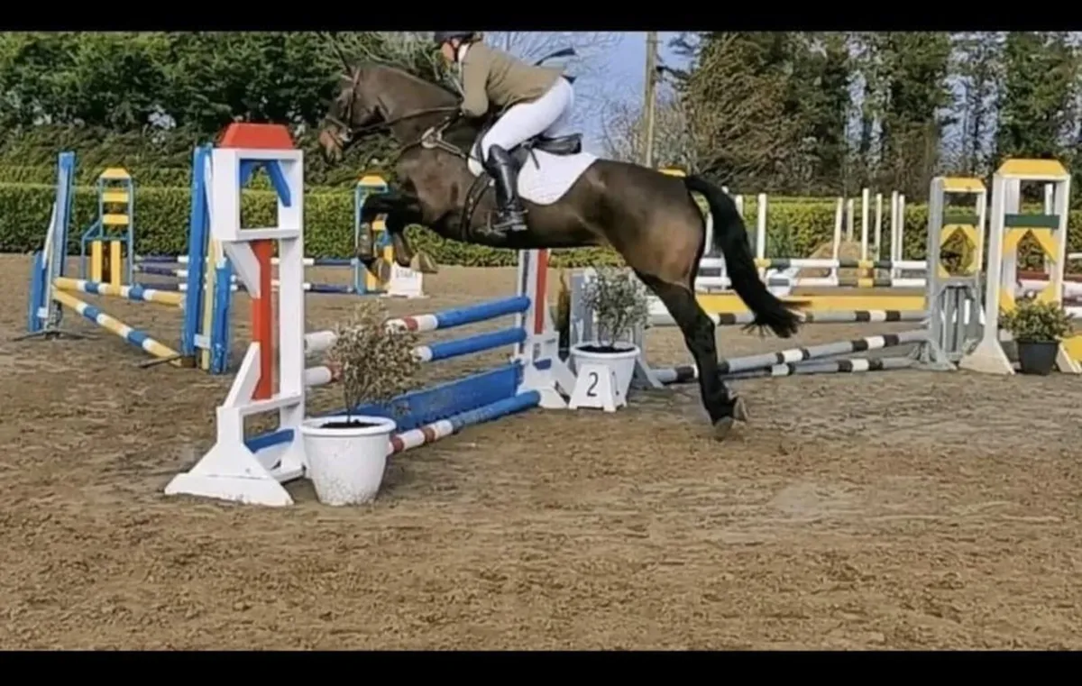 Amateur Horse - Image 1