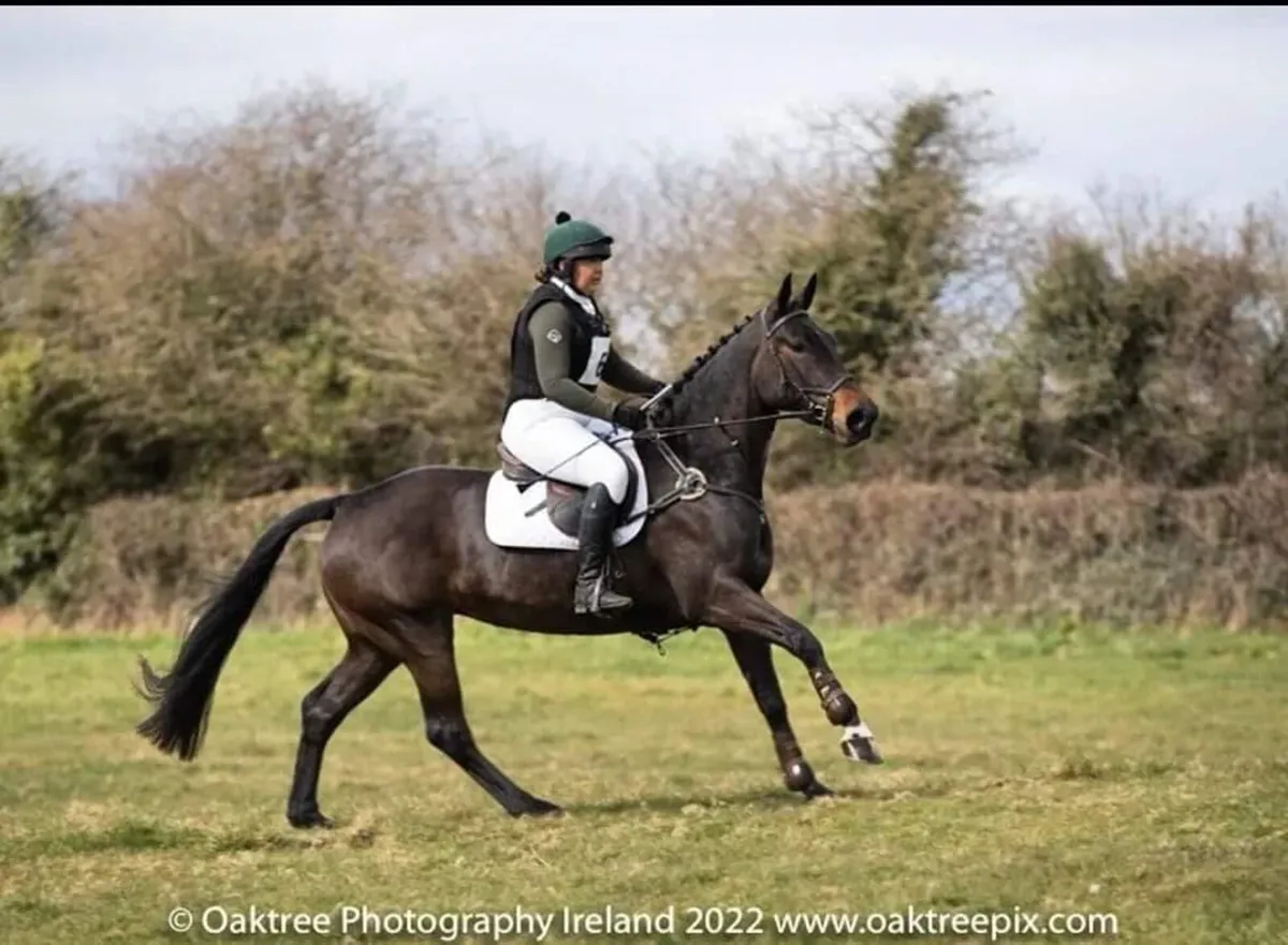 Amateur Horse - Image 2
