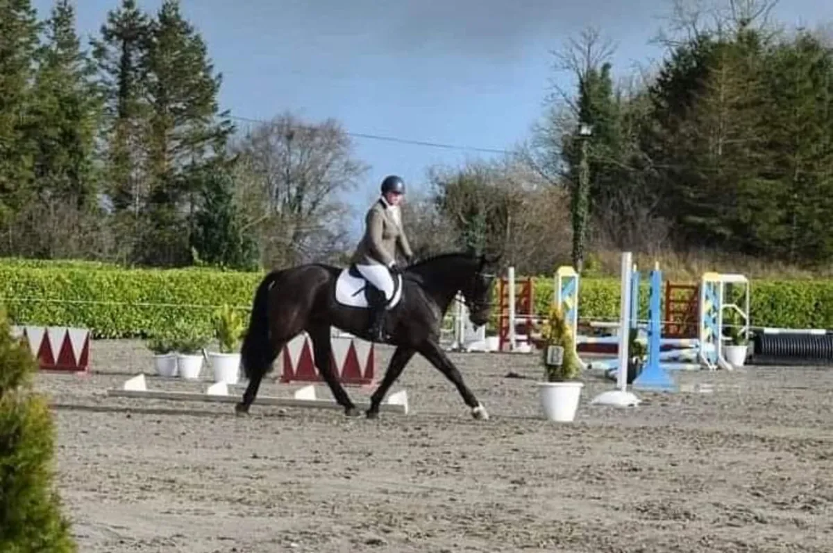 Amateur Horse - Image 3