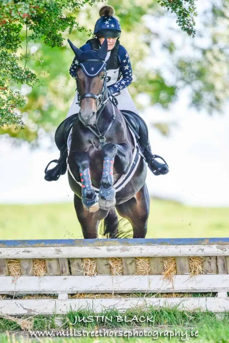 Amateur Horse - Image 4