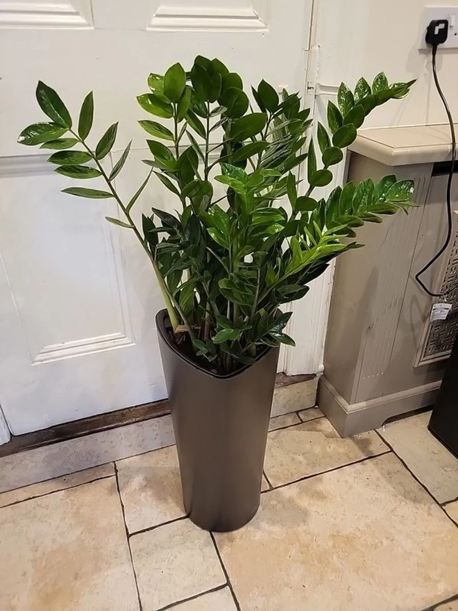 Zamioculcas Zamifolia planter - Image 1